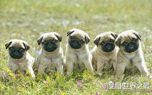 世界十大最危险猛犬,打架最厉害的狗前十名(不宜饲养)