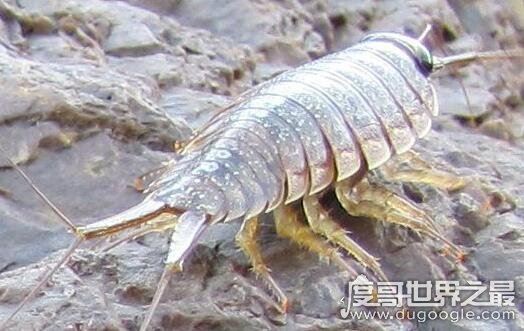 海蟑螂只是外形像蟑螂，实际上有很高的药用价值(可以吃)