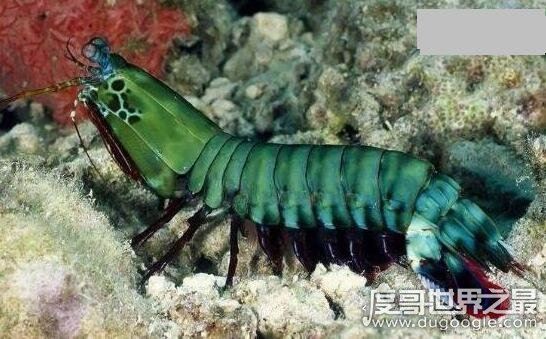 绿虾蛄就是雀尾螳螂虾，杀伤力巨大不能用手直接碰