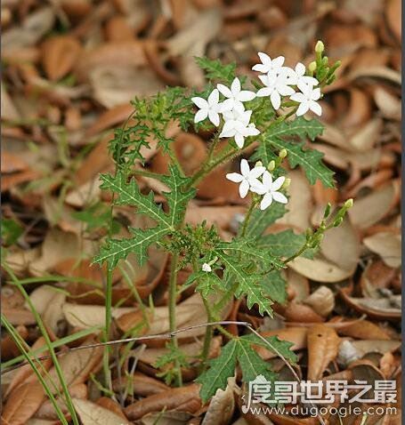 世界十大危险植物，坏女人花汁液能对眼睛造成长期损伤