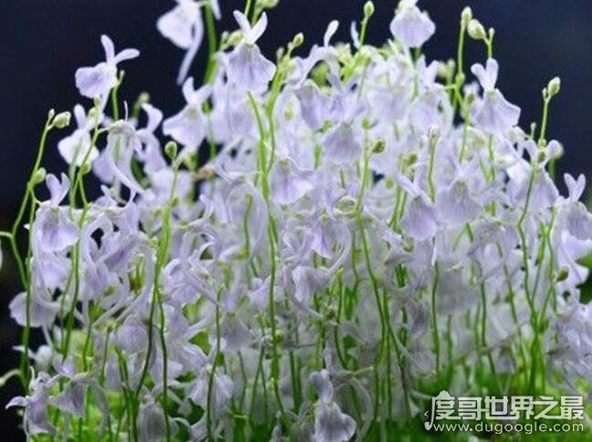 世界十大危险植物,坏女人花汁液能对眼睛造成长期损伤