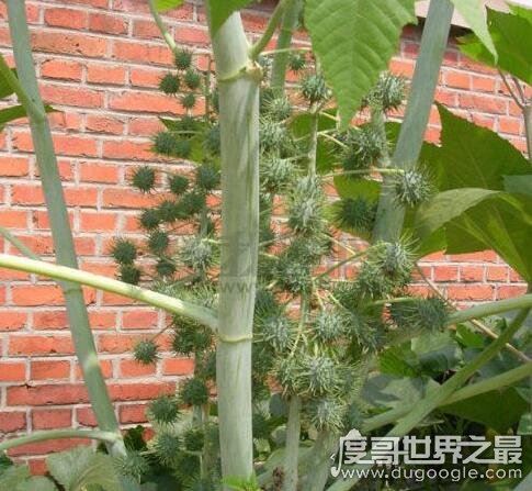 世界十大危险植物，坏女人花汁液能对眼睛造成长期损伤