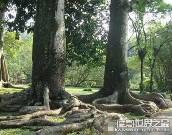 世界上最可怕的植物，真正吃人的奠柏被奉为神树