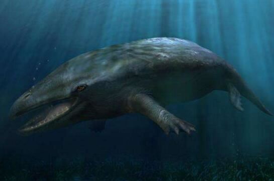 海洋中最原始的鲸，5000万年前原鲸长有脚趾
