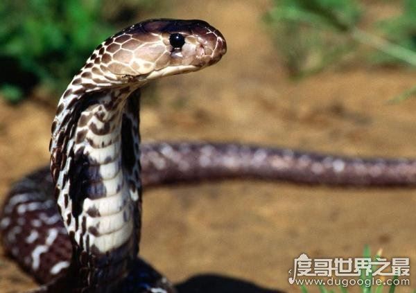 世界上体型最大的毒蛇，过山峰(眼镜王蛇)专以各种蛇类为食