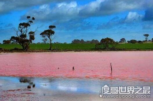 希勒湖为什么是粉色的，盘点世界各地的粉红湖泊