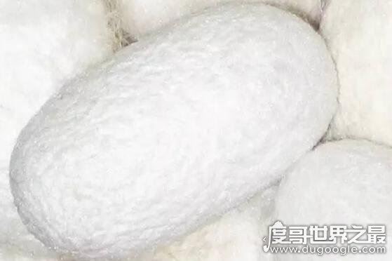 蚕吐丝是为了什么,排毒自我保护(6月14日蚂蚁庄园答案)
