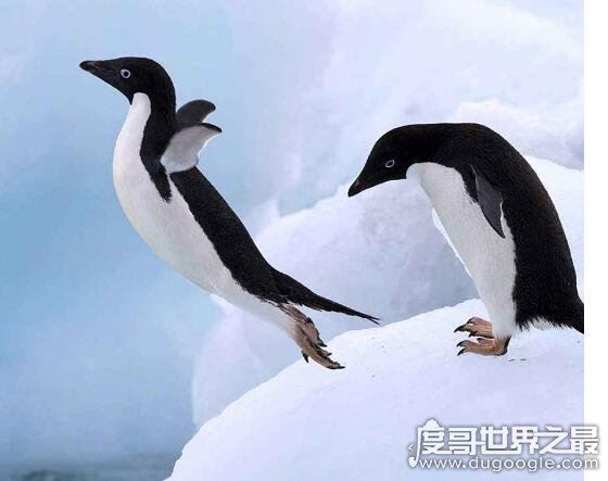 企鹅会飞吗，企鹅会游泳却不会飞翔(太胖了根本就飞不起来)