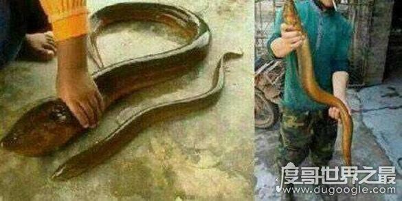 世界上最大的巨型黄鳝，长达1.5米/重36斤(被中国农民捕获)