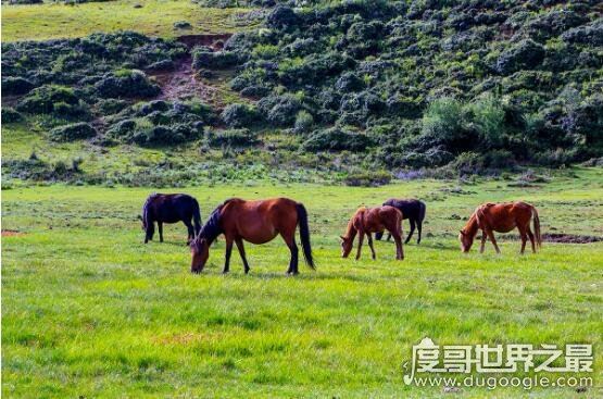 六畜指的是什么，泛指家畜(给人们生活带来保障的动物)