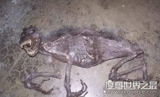 澳大利亚本耶普怪兽之谜，传说中食人兽(疑似远古生物双门齿兽)