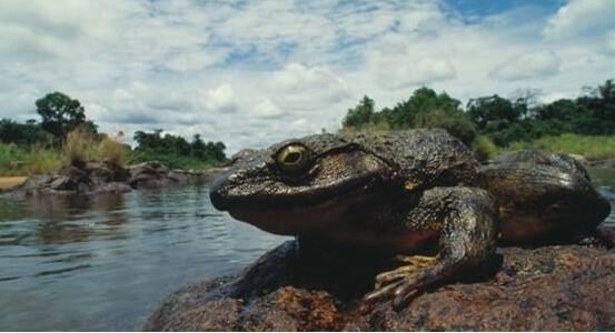 世界上最大的青蛙，非洲巨蛙体长达1米(如今已快要灭绝)
