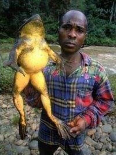 世界上最大的青蛙，非洲巨蛙体长达1米(如今已快要灭绝)