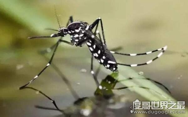 哪种蚊子最毒，急性虫媒传染病源头（花斑蚊）