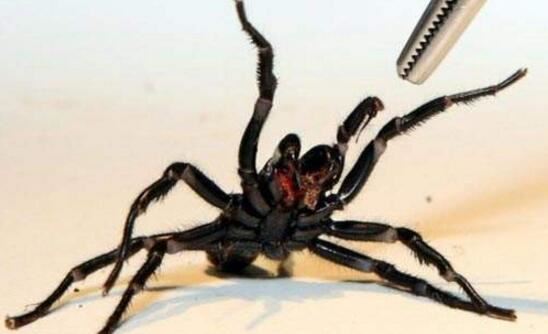 世界上最致命的蜘蛛，漏斗网蜘蛛(毒液杀死8人)