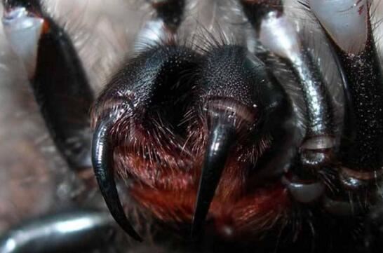 世界上最致命的蜘蛛，漏斗网蜘蛛(毒液杀死8人)