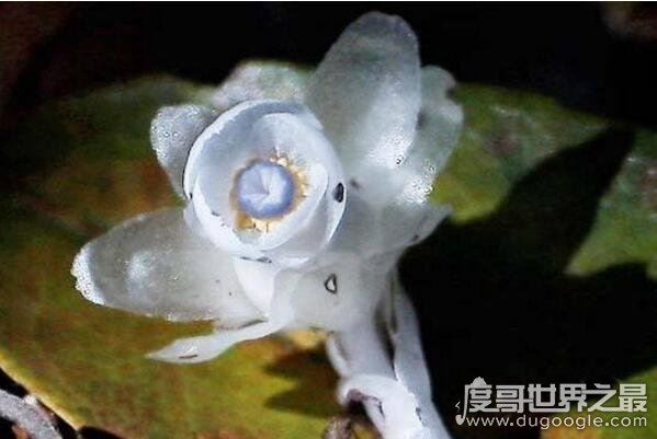 水晶兰为什么叫死亡之花，通体白色来自阴间的植物