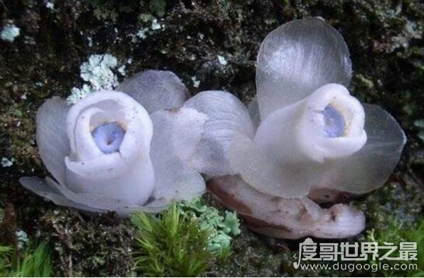 水晶兰为什么叫死亡之花，通体白色来自阴间的植物