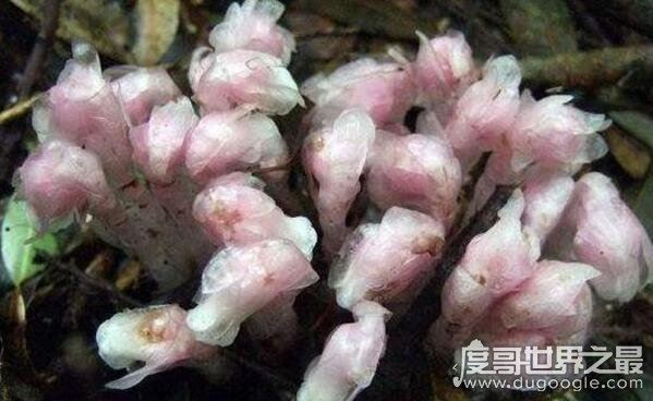 水晶兰为什么叫死亡之花,通体白色来自阴间的植物