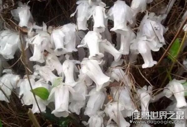 水晶兰为什么叫死亡之花,通体白色来自阴间的植物
