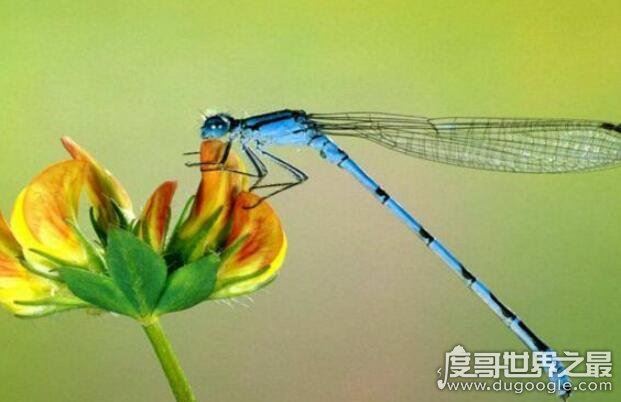 世界上眼睛最多的动物，蜻蜓(每只复眼有28万个眼晶体)