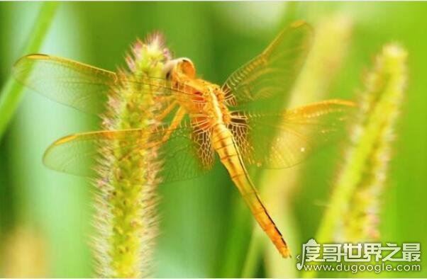 世界上眼睛最多的动物，蜻蜓(每只复眼有28万个眼晶体)