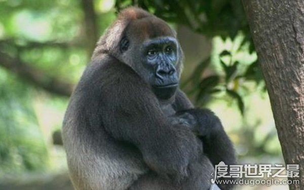 全球10大稀有动物,世界上10大珍稀动物有哪些(爪哇犀牛)