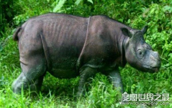 全球10大稀有动物,世界上10大珍稀动物有哪些(爪哇犀牛)