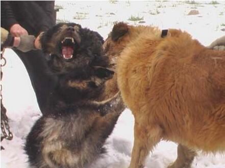 高加索犬vs藏獒综合评价，高加索犬完虐藏獒