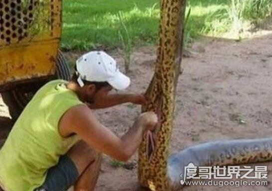 西游记中的蟒蛇精真的存在，工地挖出百岁蟒蛇成精