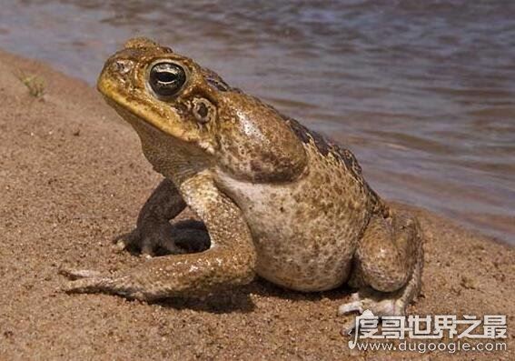 蟾蜍有毒吗,体内有毒腺(在捉蟾蜍时要注意它们喷出的毒液)