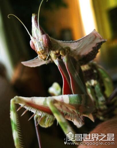 世界上最稀有的螳螂，雌雄魔花螳螂残忍谋杀亲夫