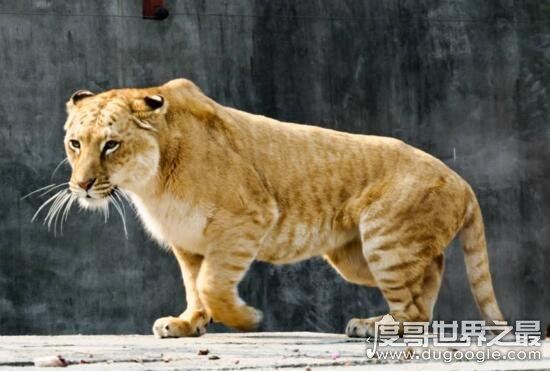 怪异狮虎兽图片，狮虎杂交产生世界最大的猫科动物