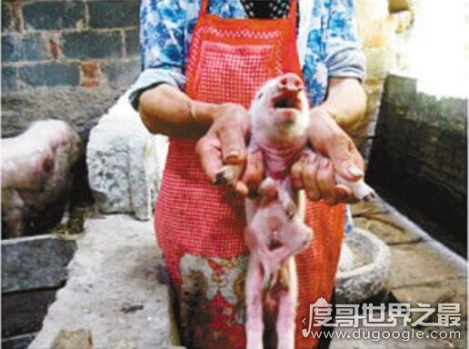 基因变异猪太可怕了,长八条腿两个脑袋还生出怪物