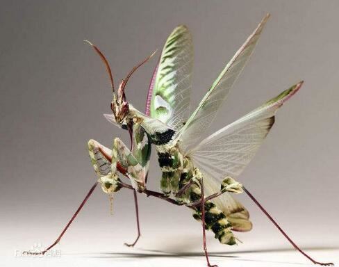 世界上十大最吓人的昆虫，自然界中10种长相超恐怖的昆虫