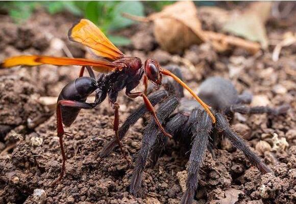 世界上十大最吓人的昆虫，自然界中10种长相超恐怖的昆虫