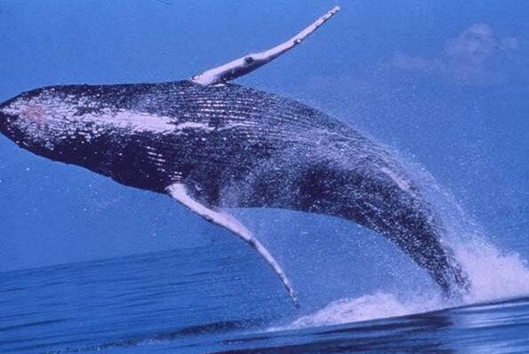 史上最大的动物蓝鲸，长达33.5米重达170吨(心脏如一辆汽车)