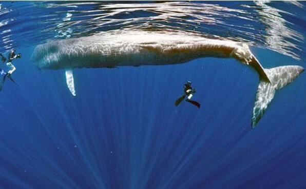 史上最大的动物蓝鲸，长达33.5米重达170吨(心脏如一辆汽车)
