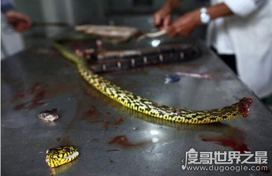 中国第一蛇村，多达300万条蛇(每天枕着上万条睡觉)