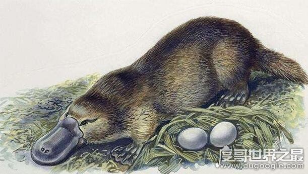 世界上现存最原始的动物，鸭嘴兽(在2500万年前便已经出现)