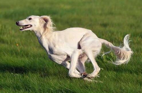 世界上跑最快的狗，世界上速度最快的10大狗狗排名