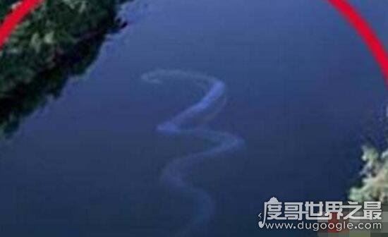 马来西亚发现巨蛇Nabau，长30米长着龙头的怪物