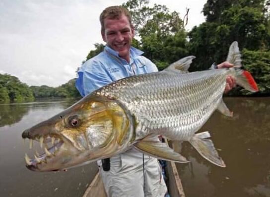 世界上最危险的鱼类，非洲虎鱼吃人(牙齿锋利)