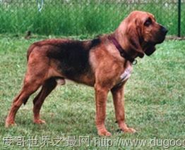 寻血猎犬（Bloodhound）世界上最著名的也是体型最大的嗅觉猎犬之一