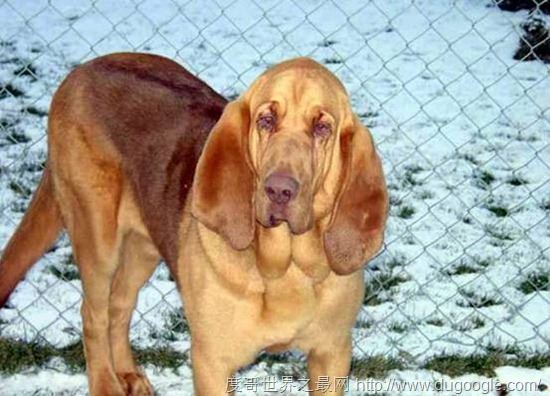 寻血猎犬（Bloodhound）世界上最著名的也是体型最大的嗅觉猎犬之一