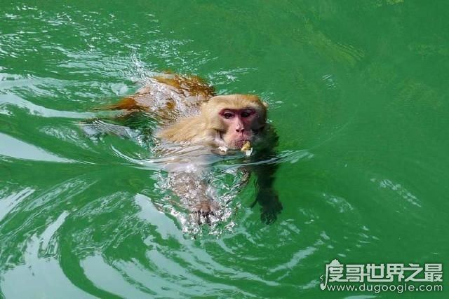 海猴子和水猴子的区别，水猴子图片看着真恐怖(内附图片)