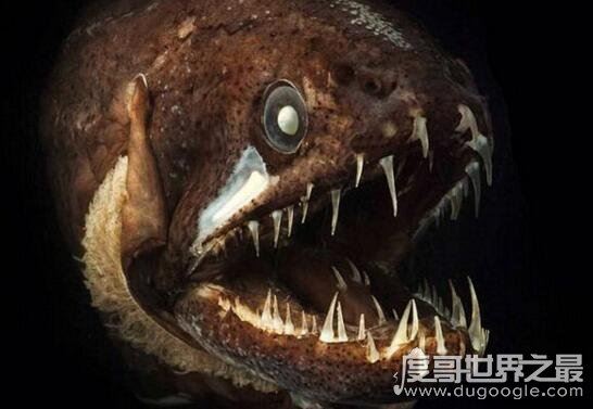 凶神恶煞的深海龙鱼，满口又长又尖的獠牙(身体会发光)