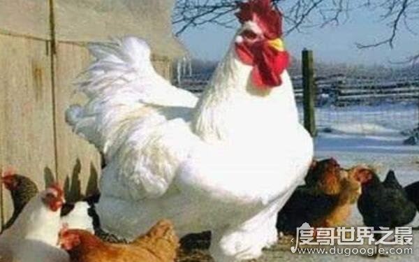 世界上最重的鸡，最高能达到1.2米（婆罗门鸡）