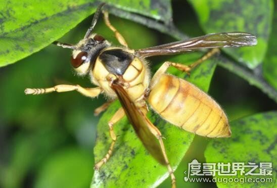 世界上最凶猛的虎头蜂，中国大虎头蜂蜇人致死