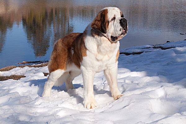 世界上十大最短命的狗，最忠诚的獒犬上榜最短只能活5年